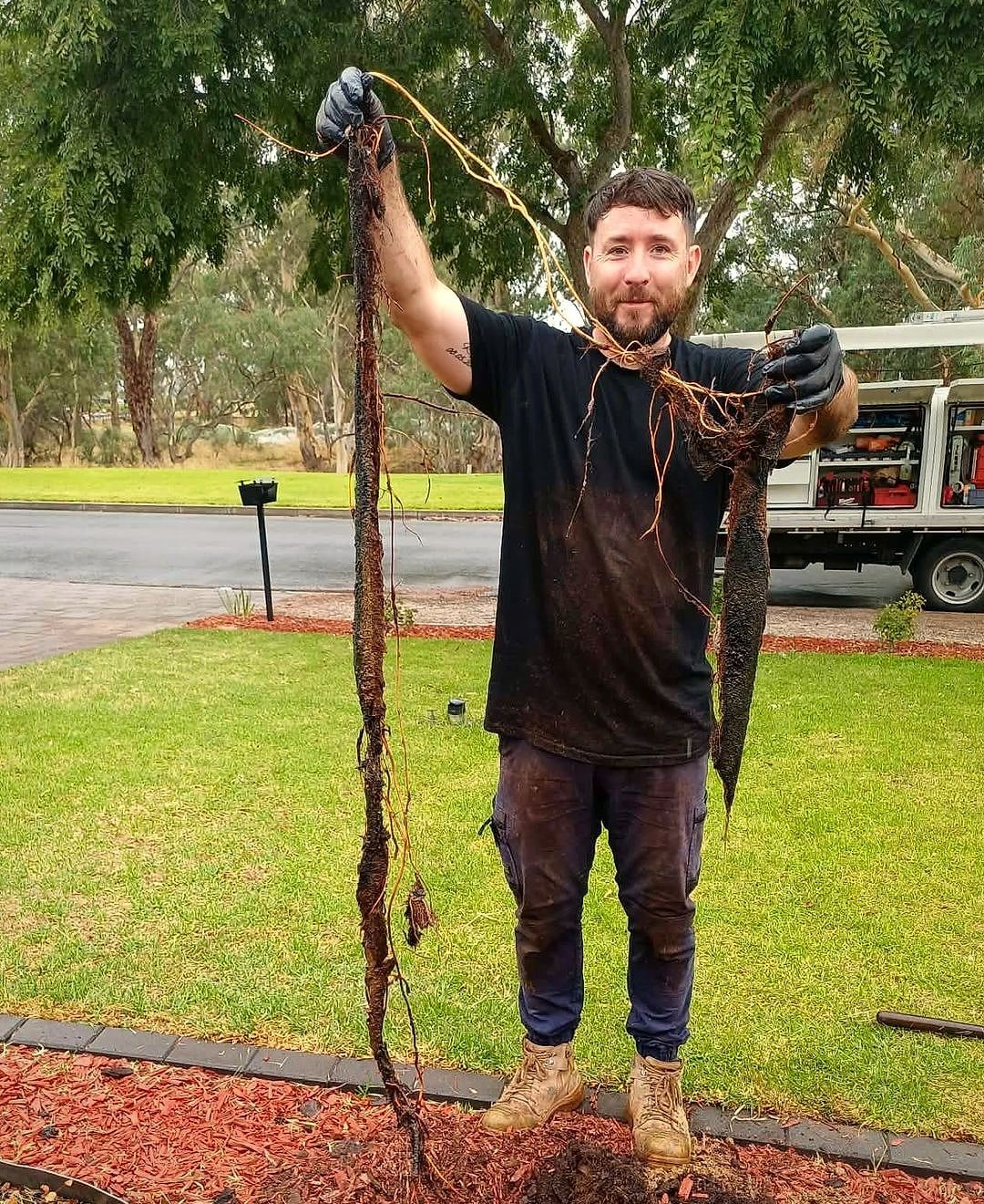 Ben Brown of BPG Brown's Plumbing and Gas holding tree roots cleared from a blocked drain, in front of his work ute in the Barossa